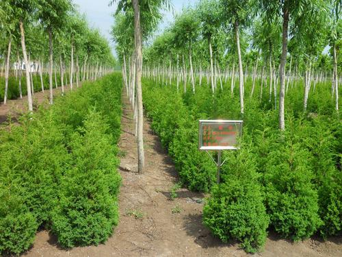 苗圃基地